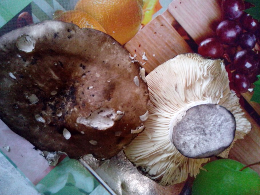 Подосиновик синеет