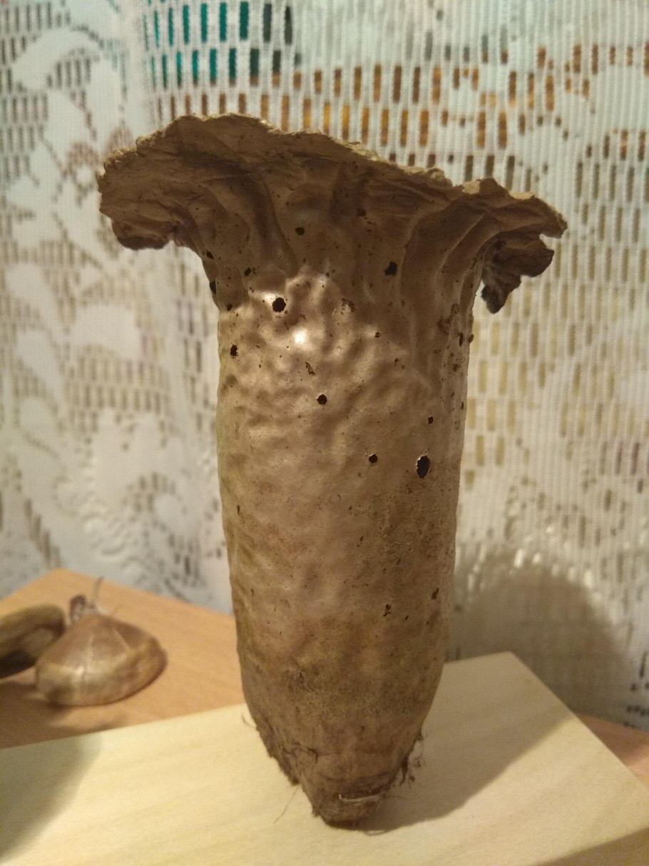 Гриб по фото мочалка