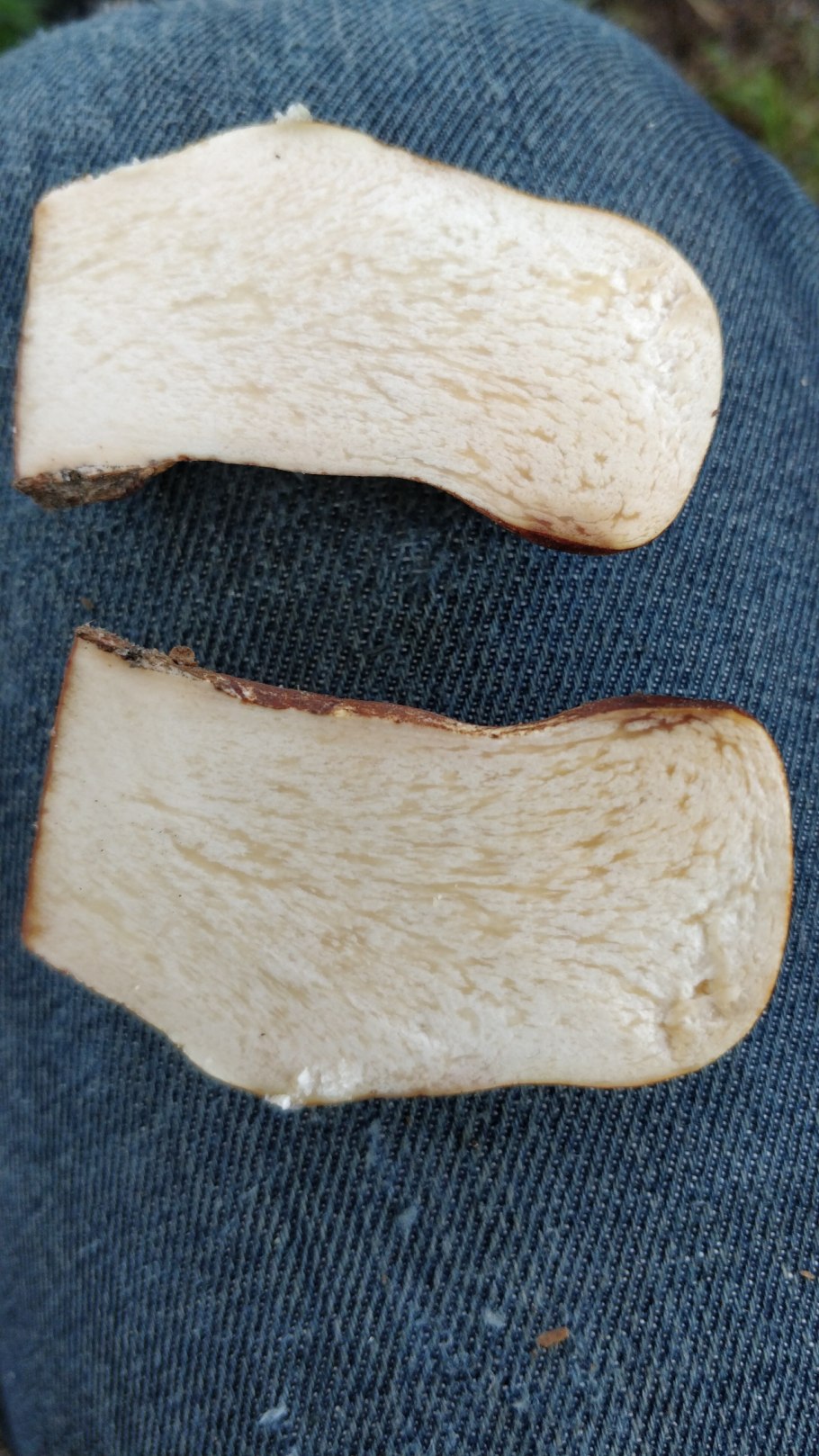 Белый гриб на срезе