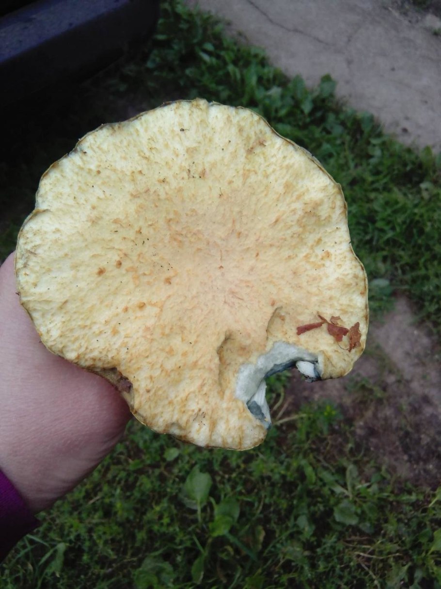 Гриб у которого срез розовеет