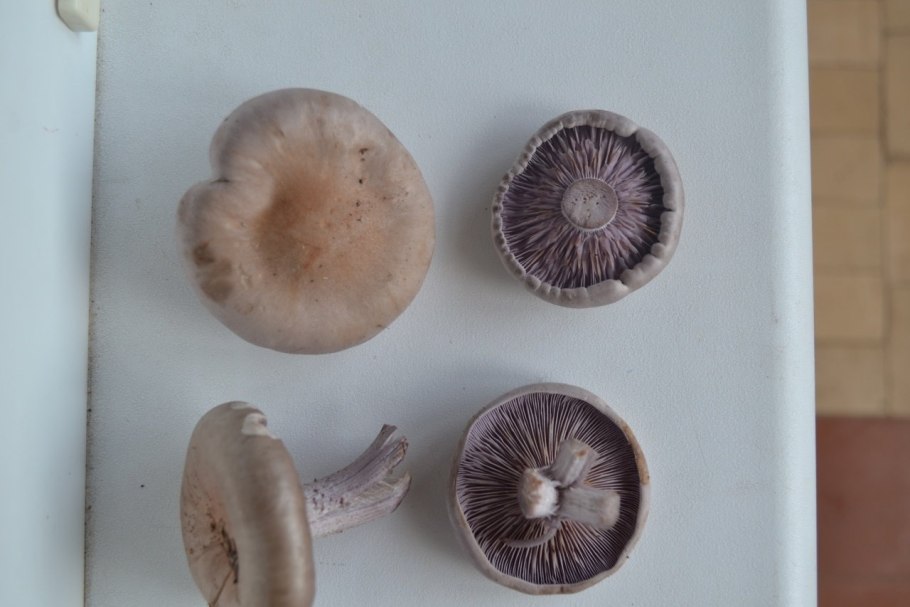 Рядовка лиловая съедобная