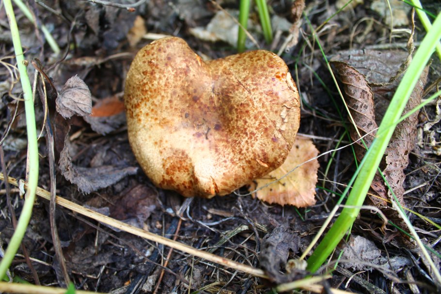 Свинушка тонкая Paxillus involutus