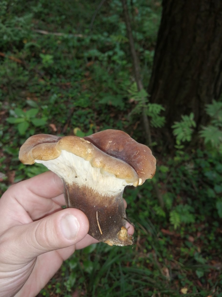 Груздь Свинарь