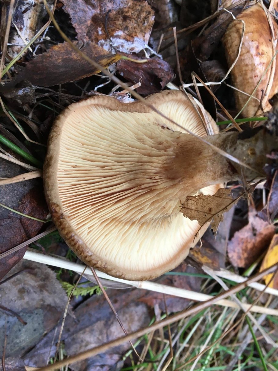 Свинушки грибы съедобные