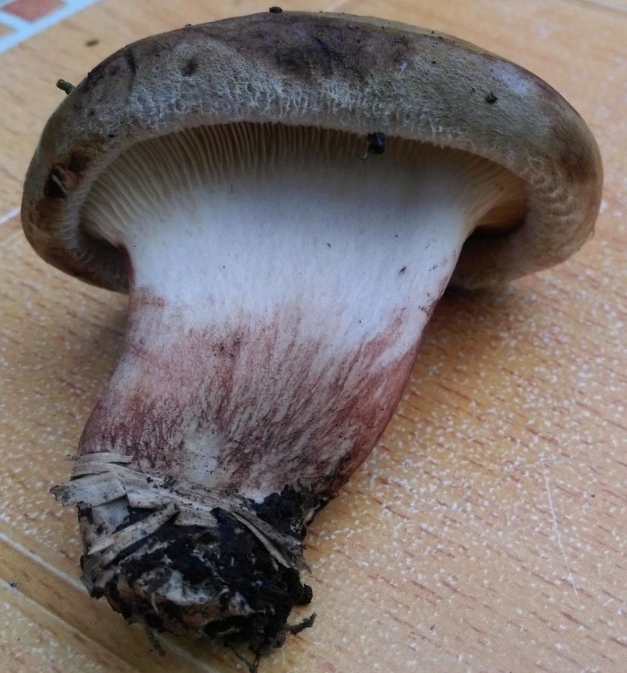 Гриб свинушка тонкая