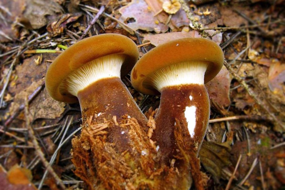 Свинушка тонкая Paxillus involutus