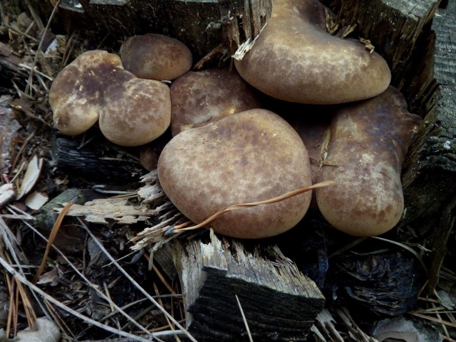 Свинушка тапинелла