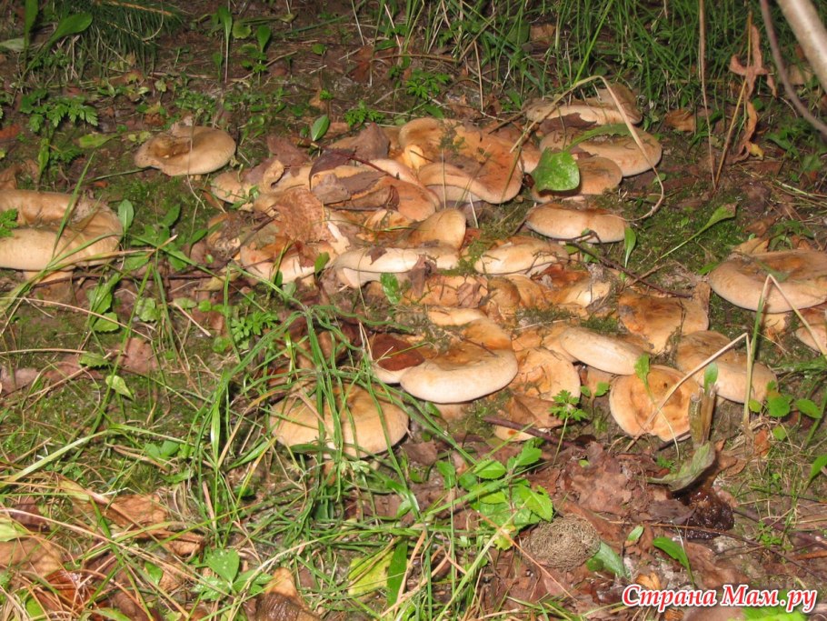 Свинушки грибы съедобные