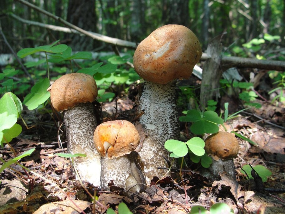 Моховики, подберезовики и подосиновики