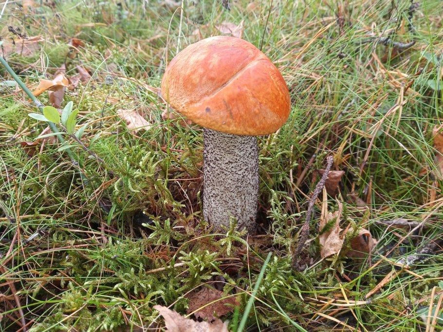 Подосиновик Боровой