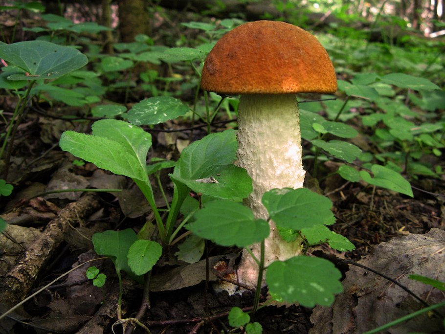 Leccinum albostipitatum
