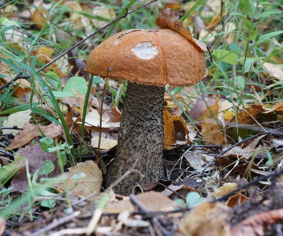 Боровик красноголовик