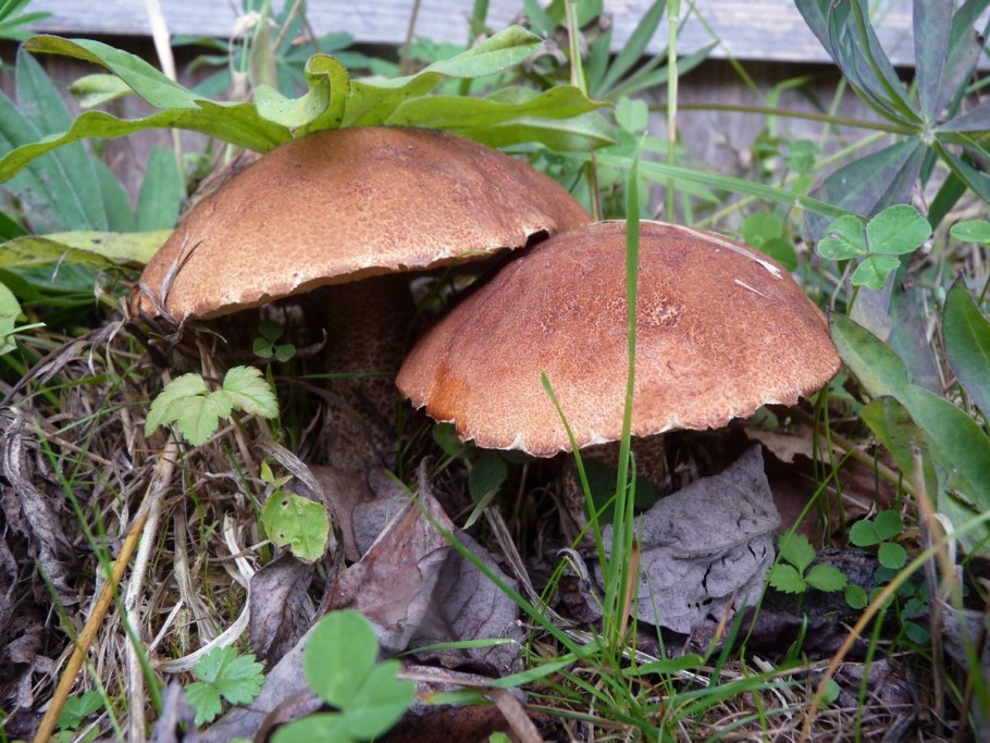 Обабок и подосиновик