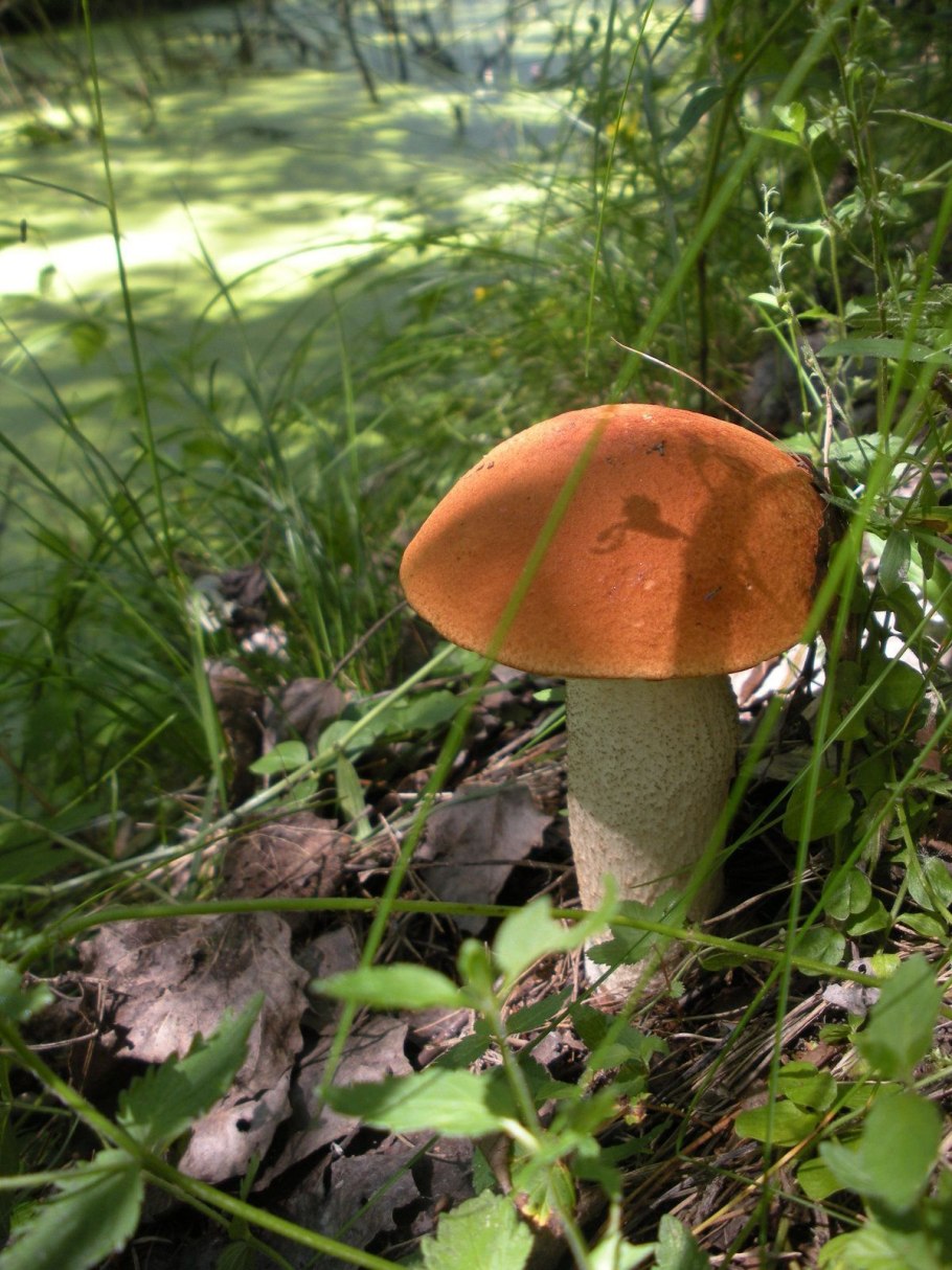 Подосиновик в саду