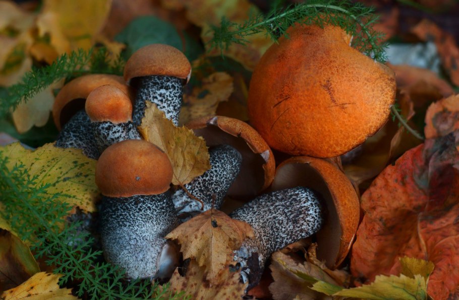 Подосиновик красноголовик