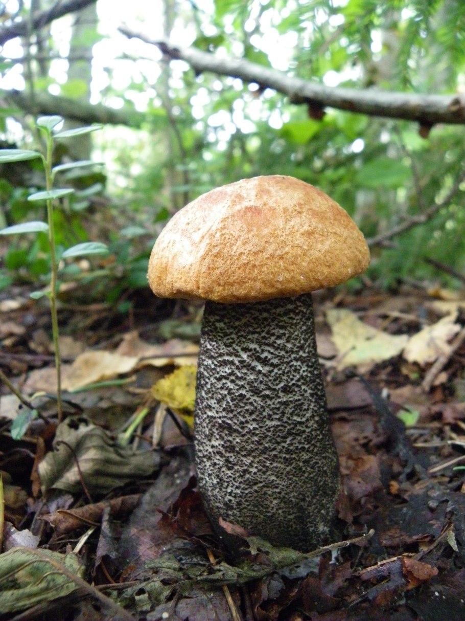 Белый гриб подберезовик подосиновик