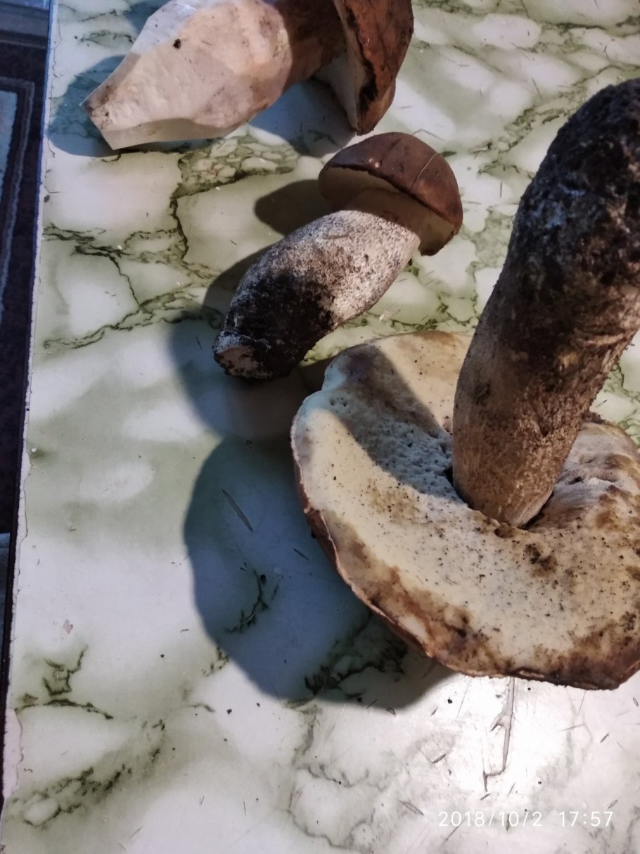 Подосиновик дубовый, Leccinum quercinum