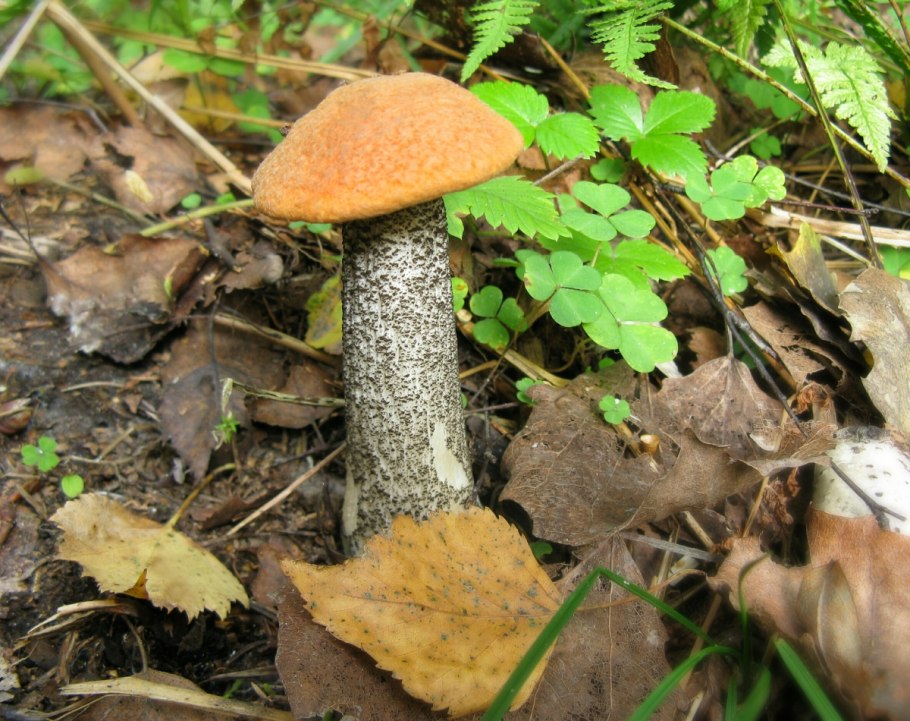 Подосиновик живой