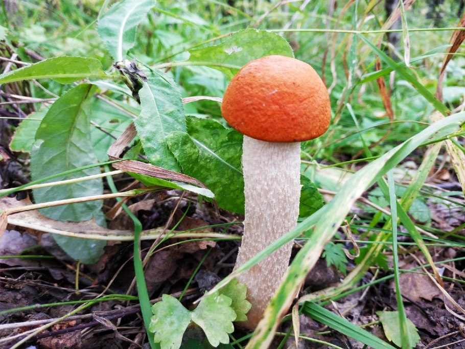 Обабок и подосиновик