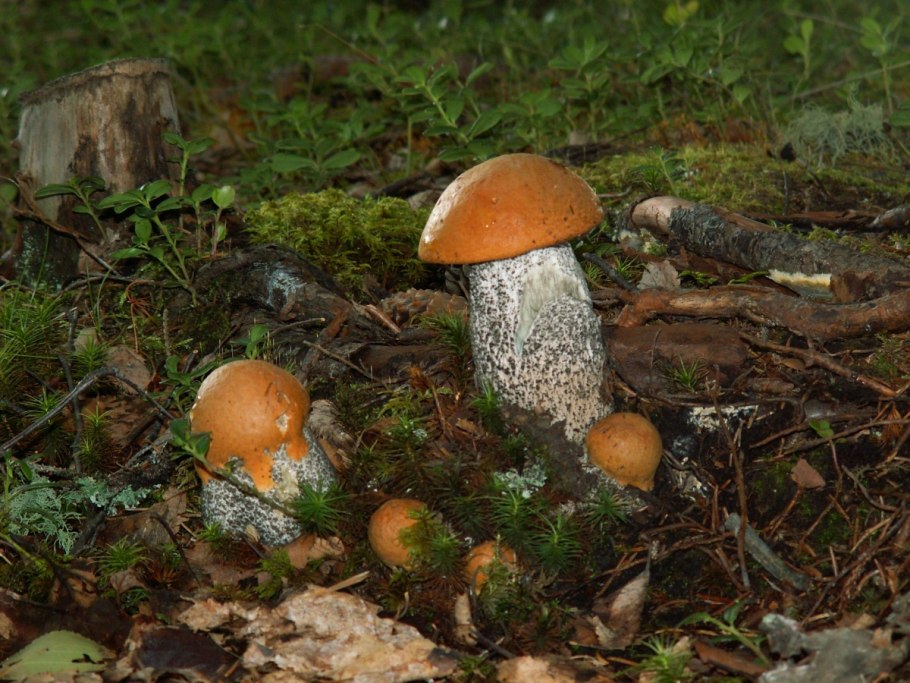 Подосиновик дубовый, Leccinum quercinum