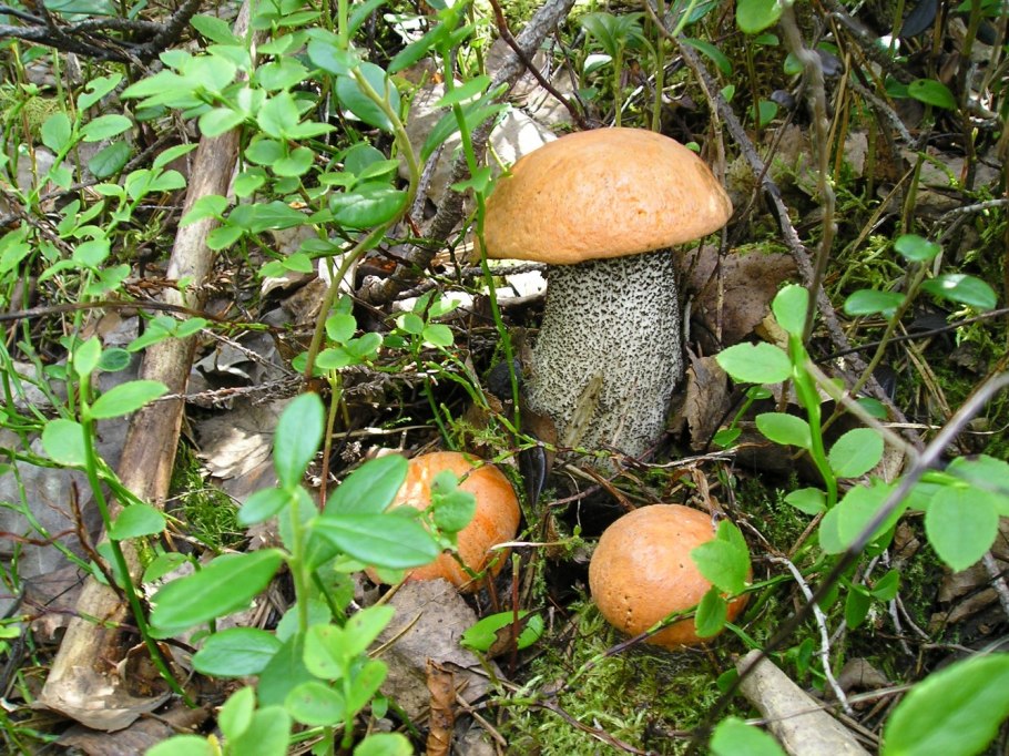 Владимирские грибы