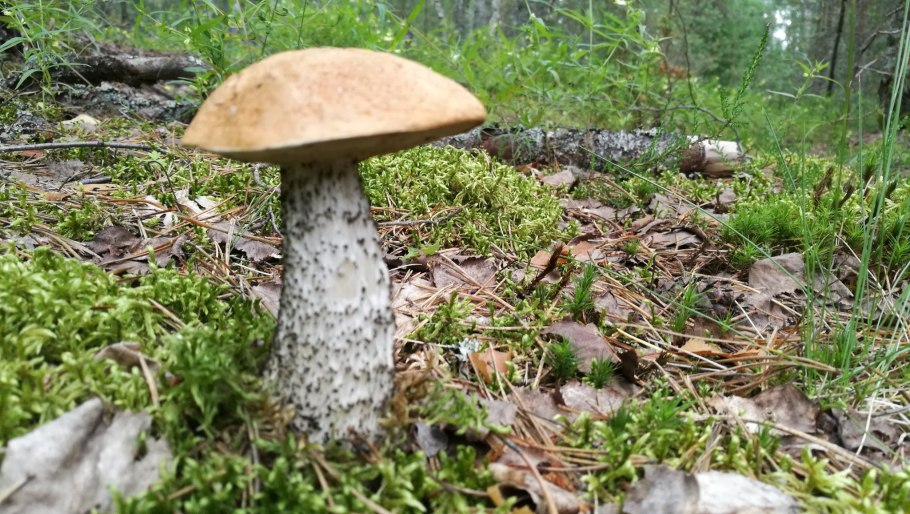 Подосиновики в Сосновом Бору