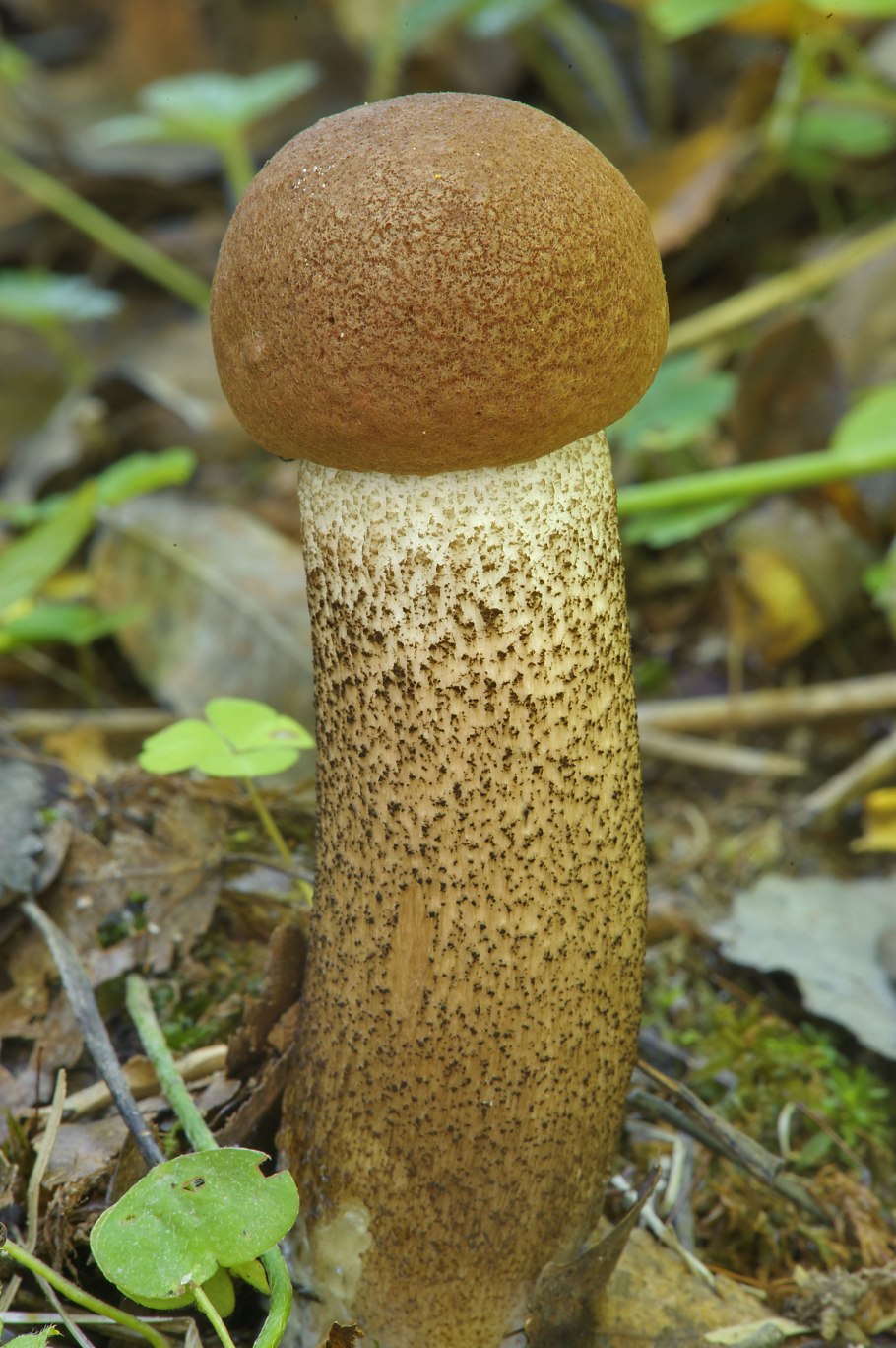 Подосиновик гименофор