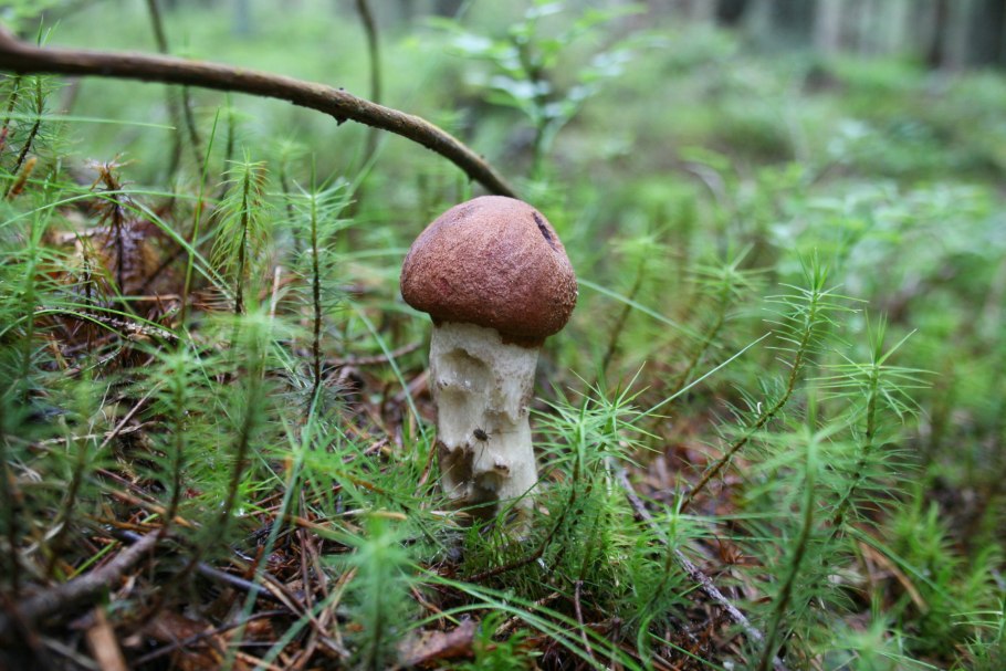 Подосиновик трубчатый