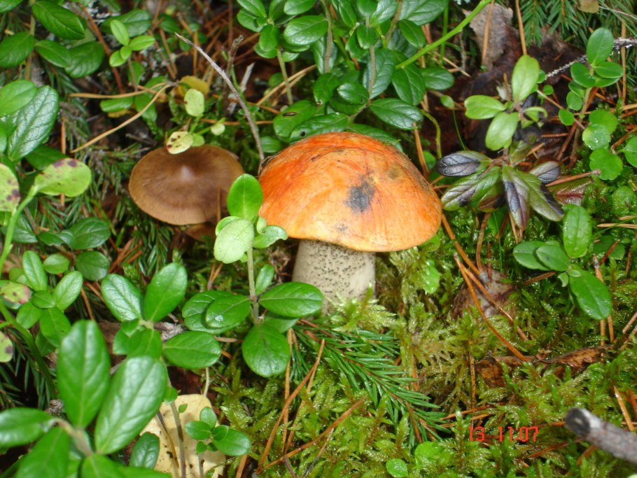 Подосиновик подберезовик белый