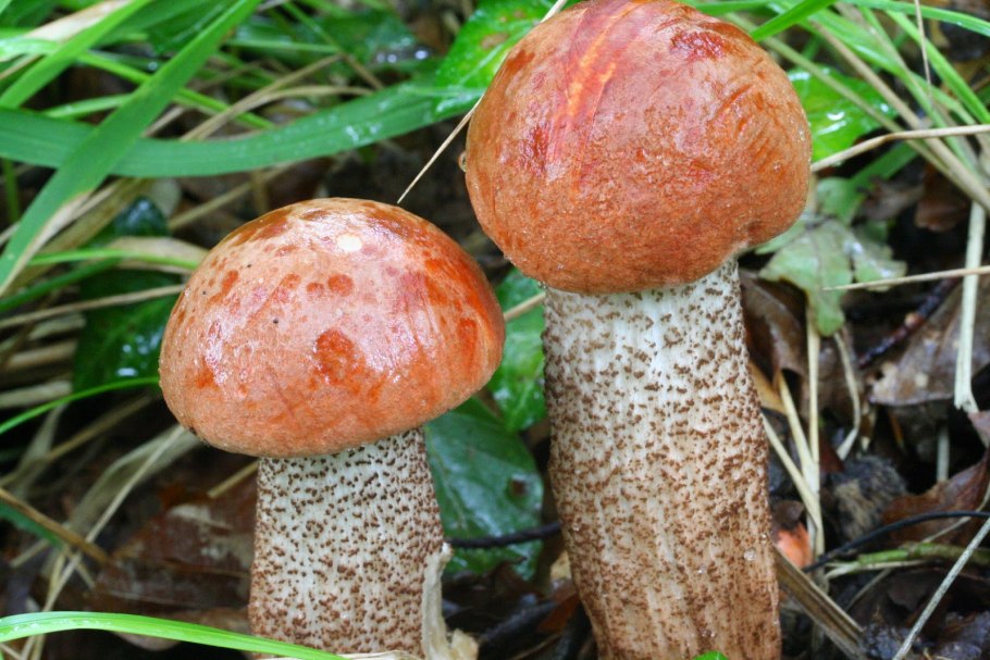 Подосиновик дубовый, Leccinum quercinum