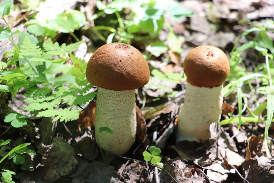 Подберёзовик пепельно-серый (Leccinum leucophaeum)