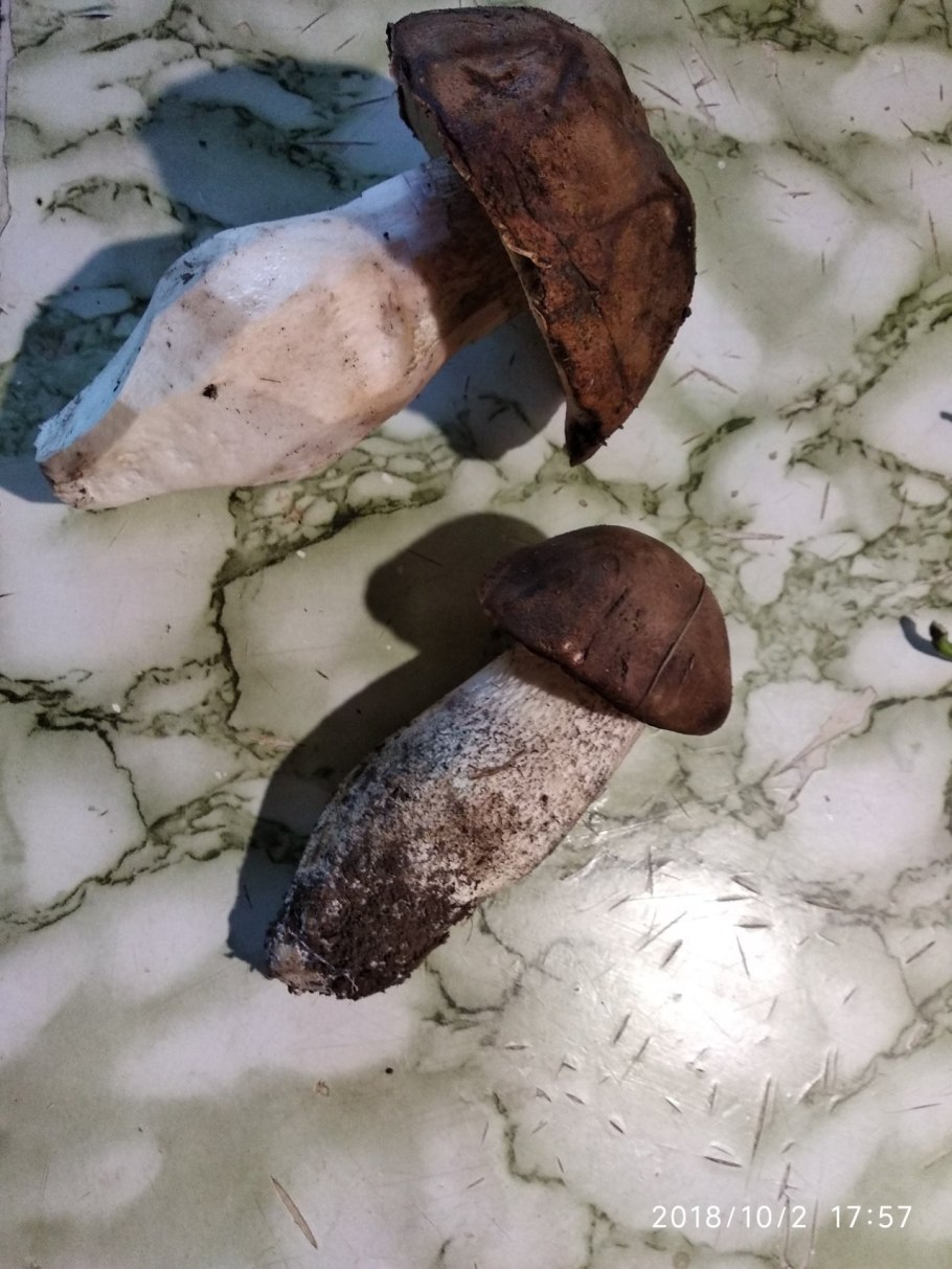 Подосиновик дубовый, Leccinum quercinum