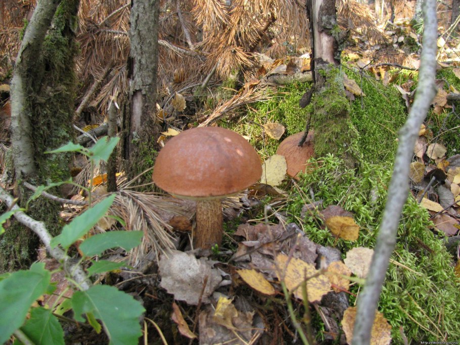 Трубчатые грибы подосиновик