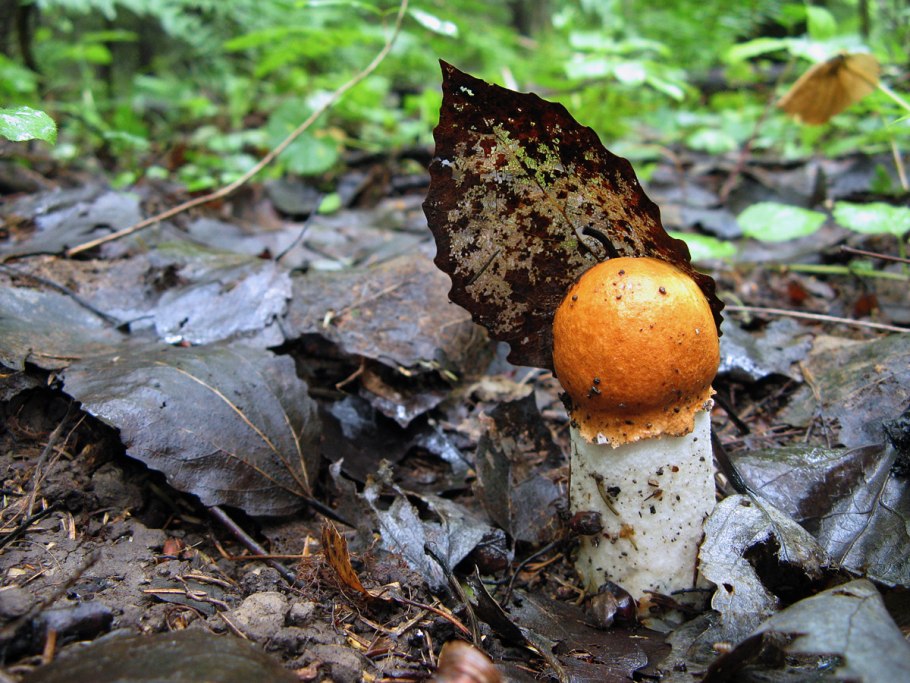 Подосиновик белоножковый