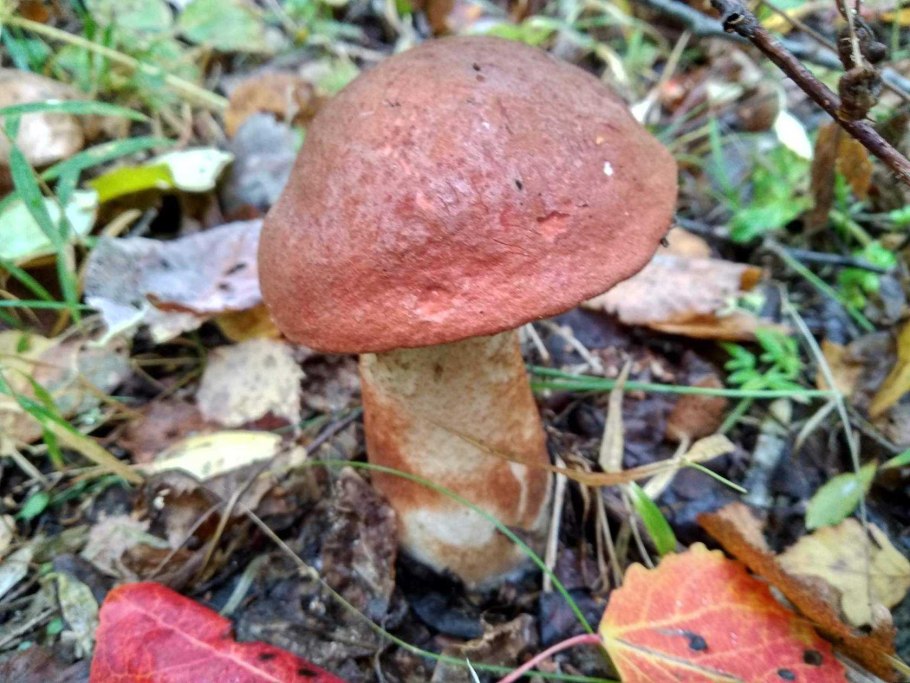 Подосиновик под осиной