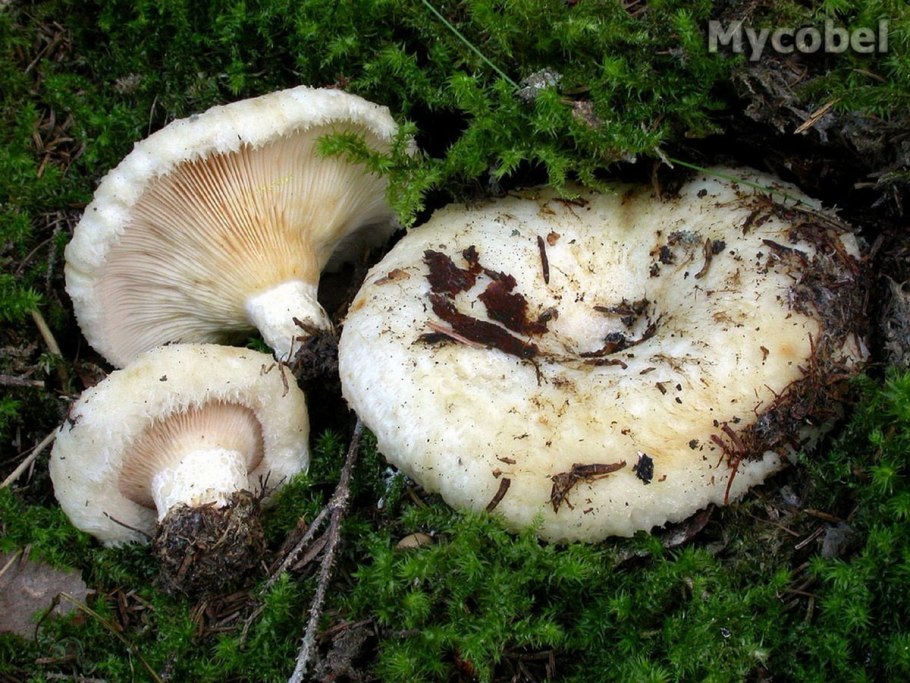 Груздь водянистозоновый (Lactarius aquizonatus)