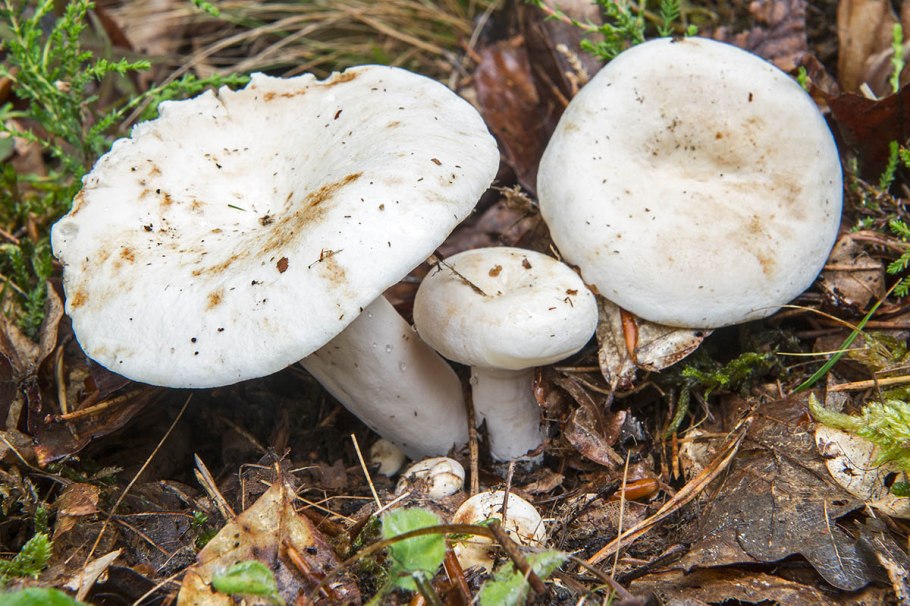 Груздь перечный (Lactarius piperatus)