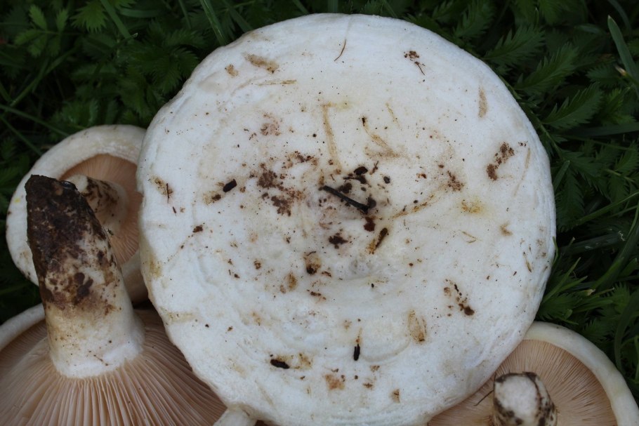 Осиновый груздь (Lactarius controversus)