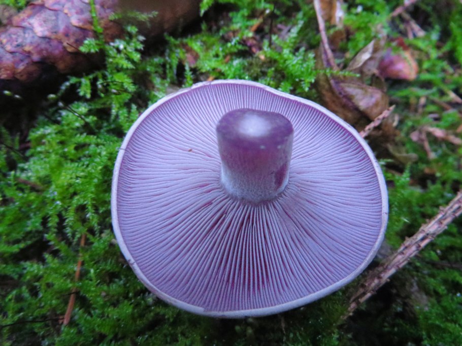 Паутинник синий