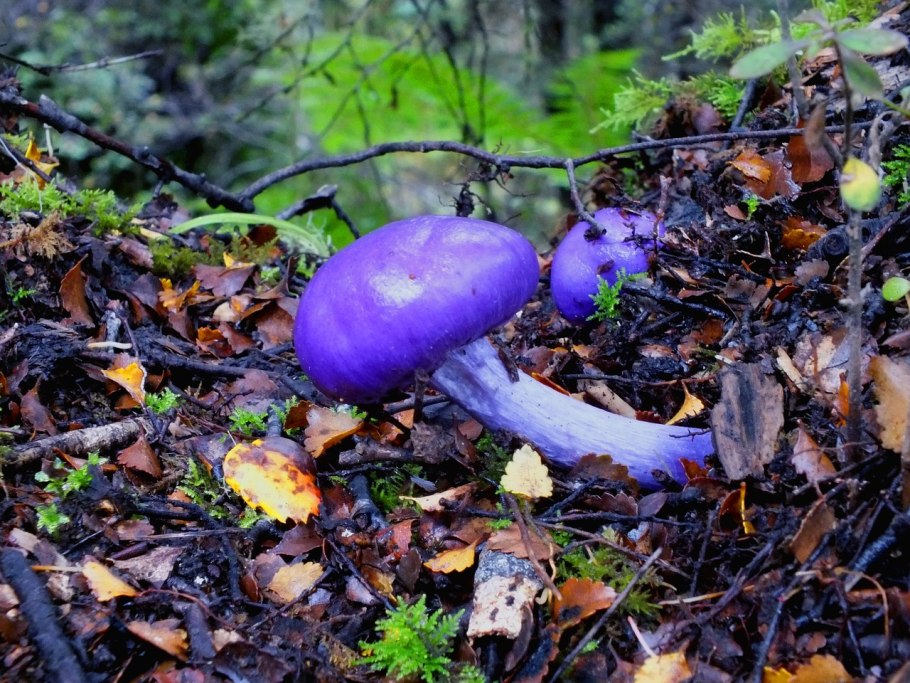 Лаковица Аметистовая / Amethyst Deceiver