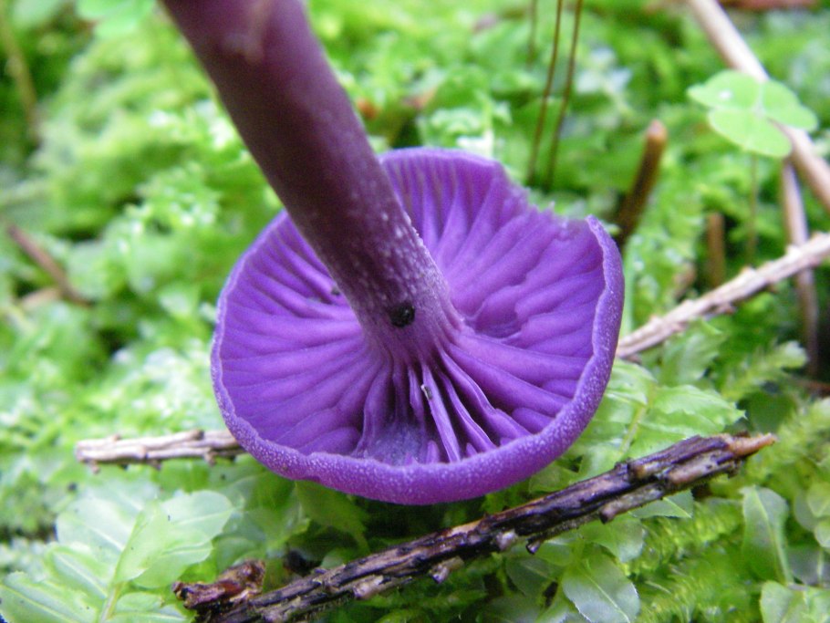 Inocybe geophylla