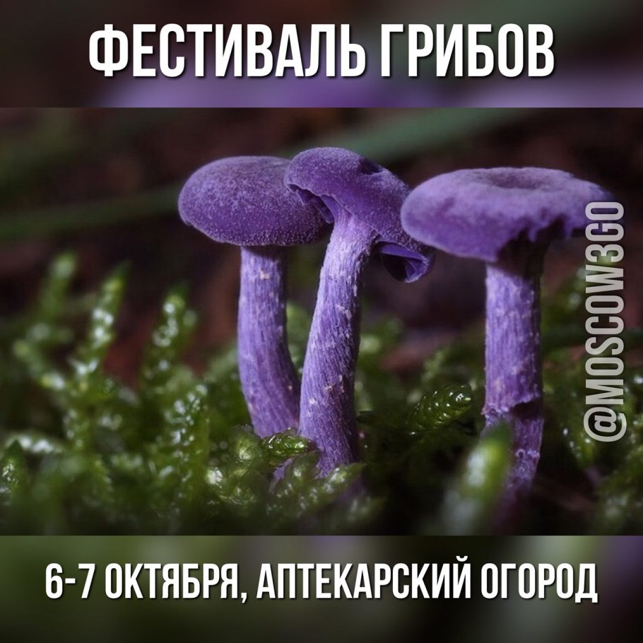 Паутинник голубой