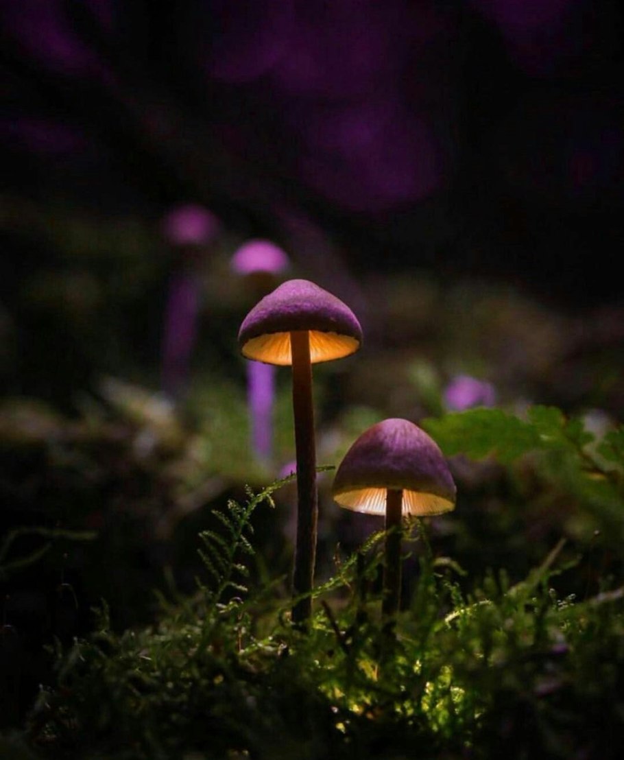 Toadstool цвет