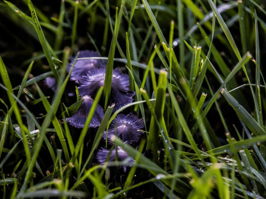 Лаковица Аметистовая / Amethyst Deceiver