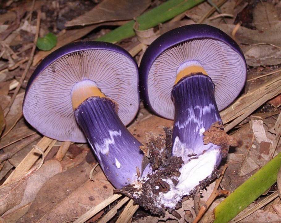 Паутинник лиловый