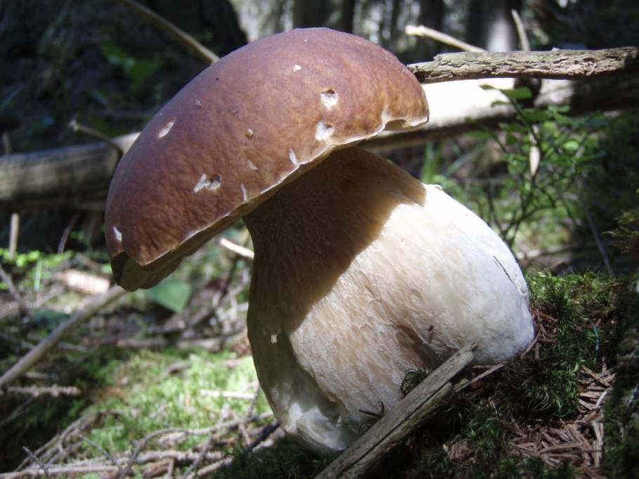 Приморский белый гриб