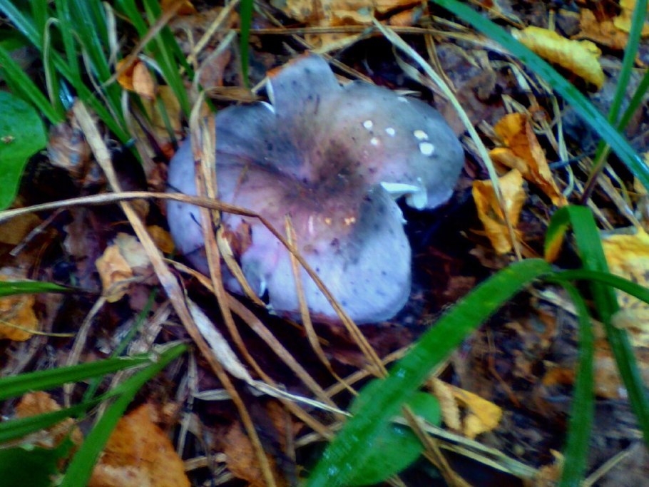 Плютей благородный Pluteus petasatus