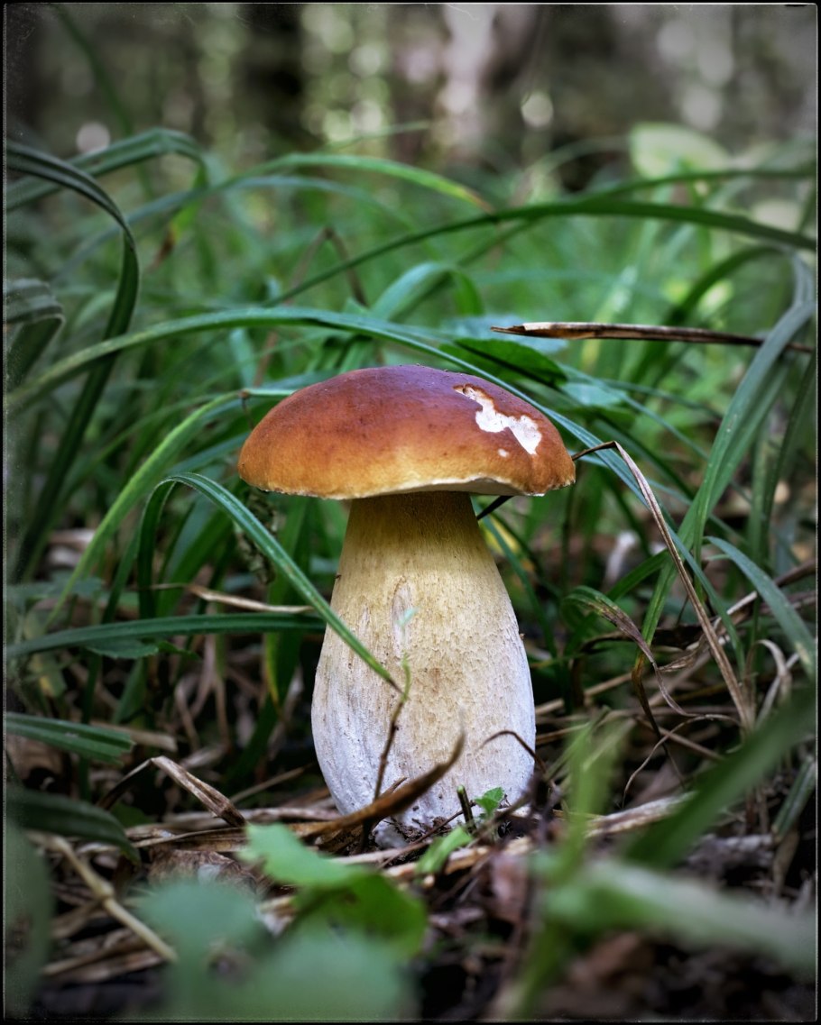 Вольвариелла вольвовая