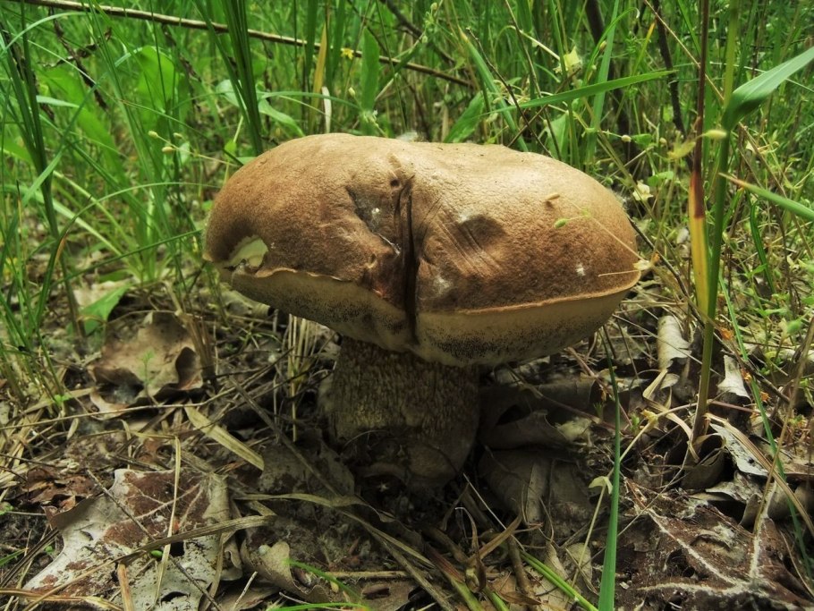 Грибы белый гриб в руках