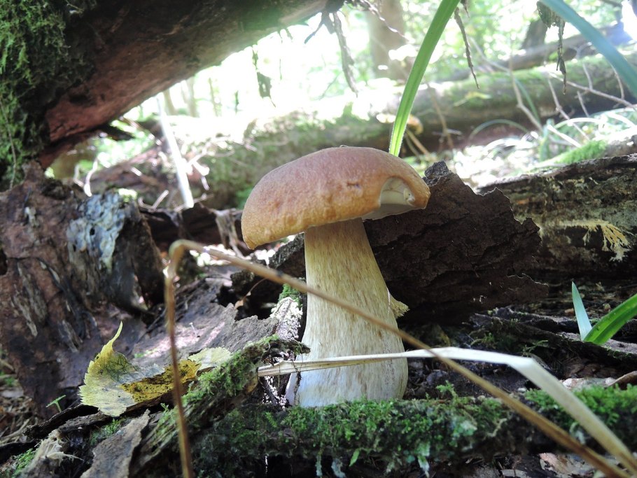 Pluteus luctuosus
